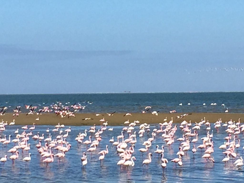 Flamingos in Walvis Bay, just south of Swakopmund