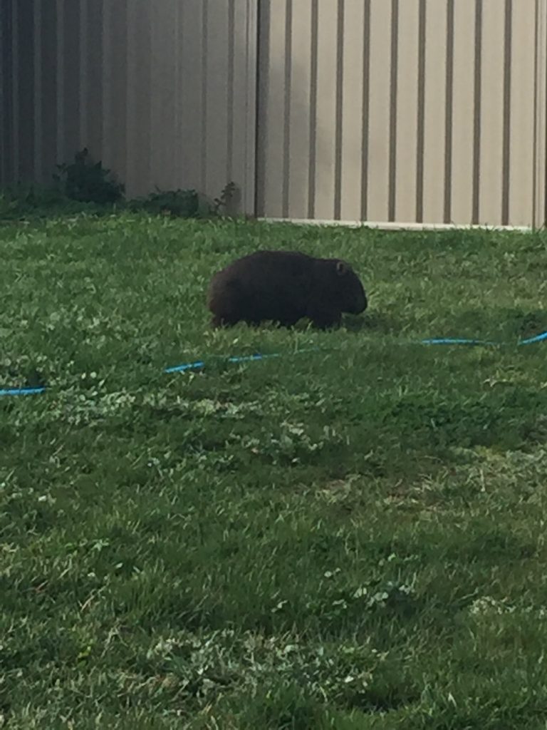 Marauding wombat!